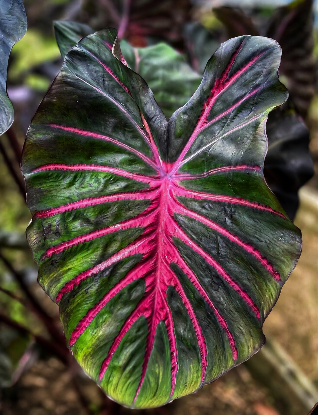 Colocasia Red Masterios