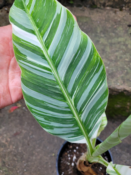 Musa acuminata variegata