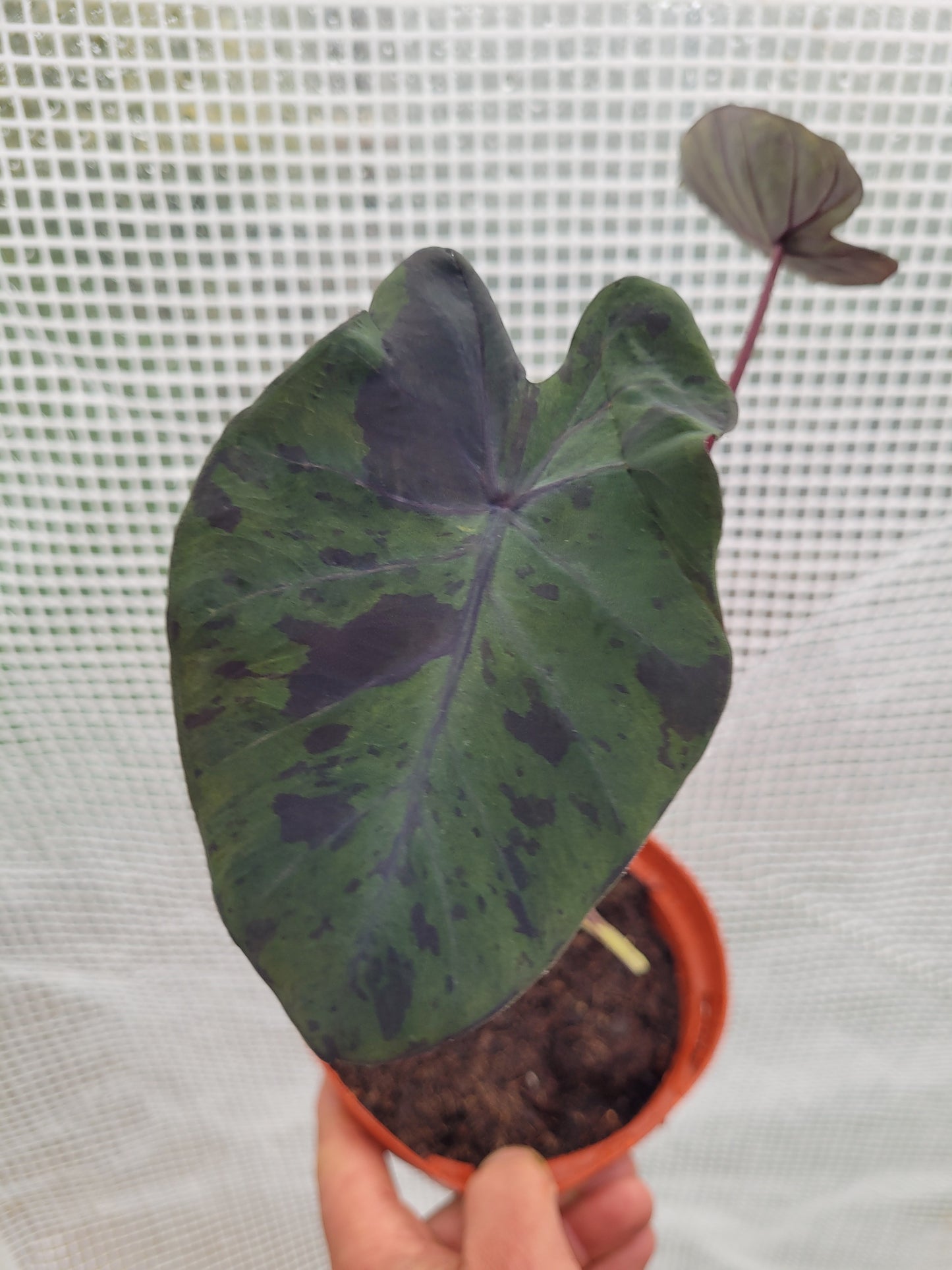 Colocasia Black Marble