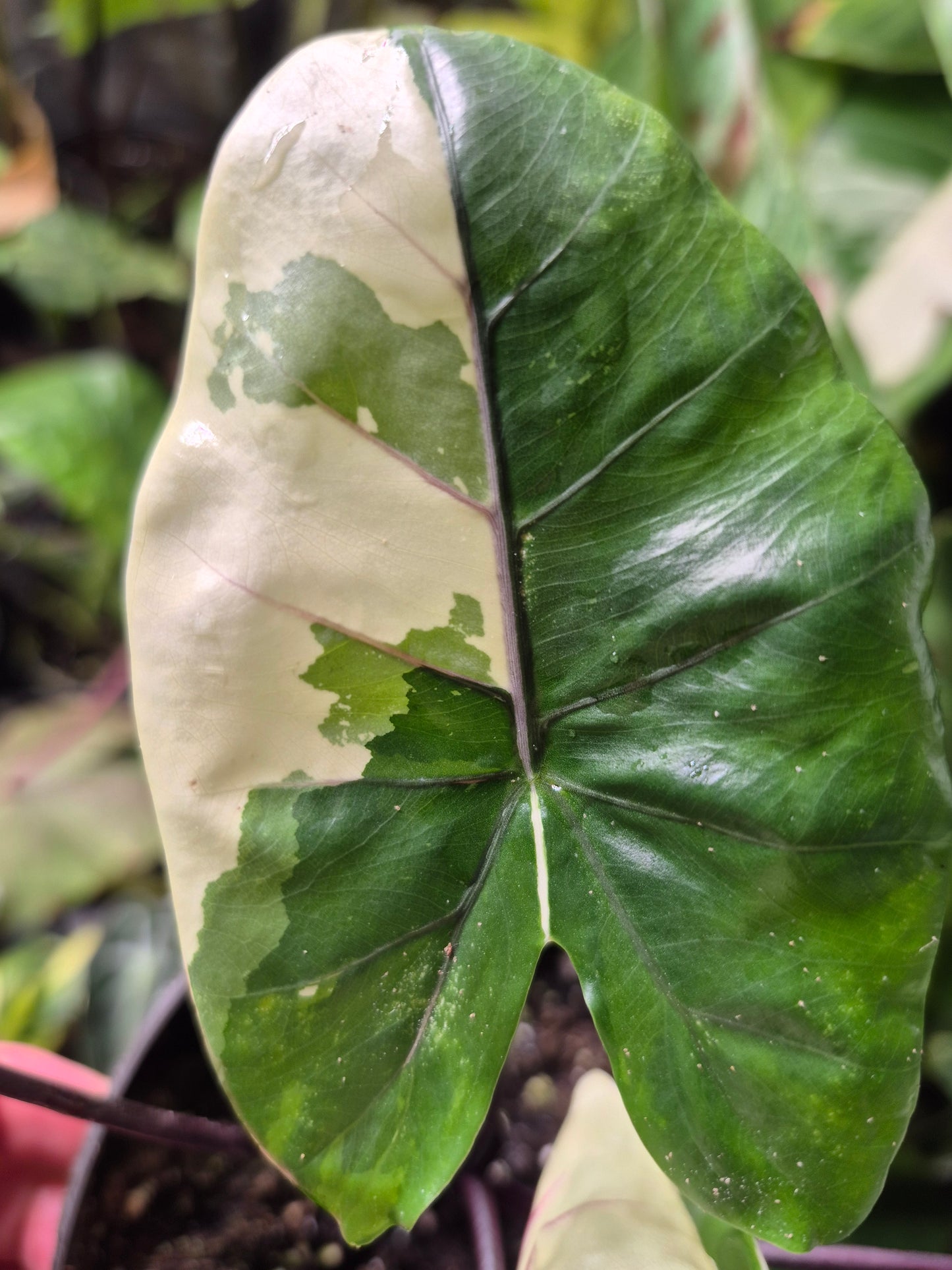 Alocasia Macrorrhizos Black Stem variegata 1 Rhizom