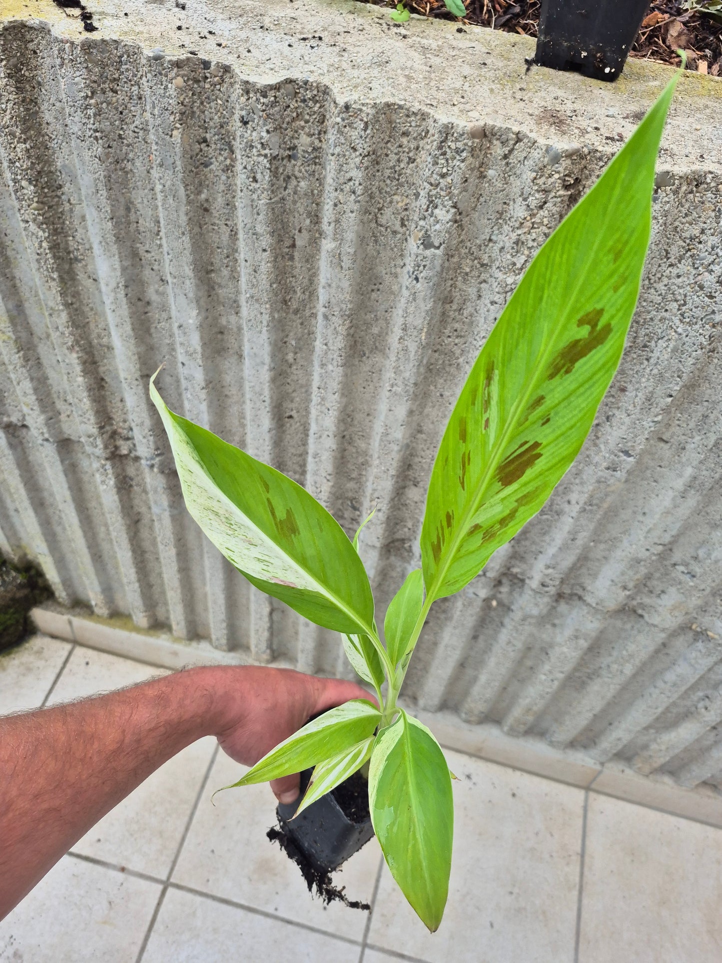 Musa tricolor variegata