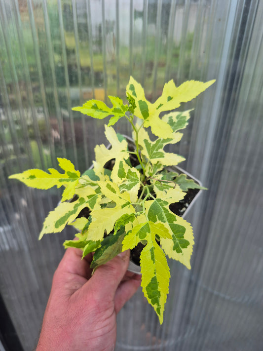 Morus alba "Paper Dolls"
