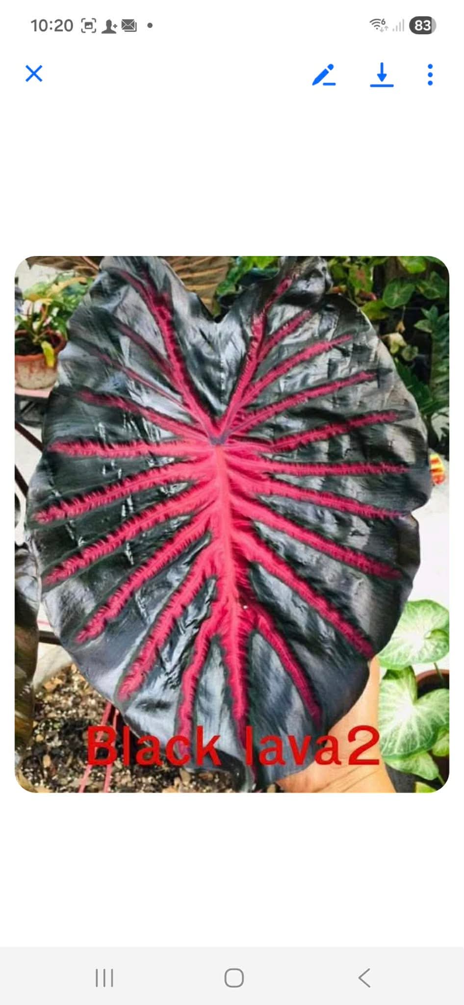Colocasia Black Lava