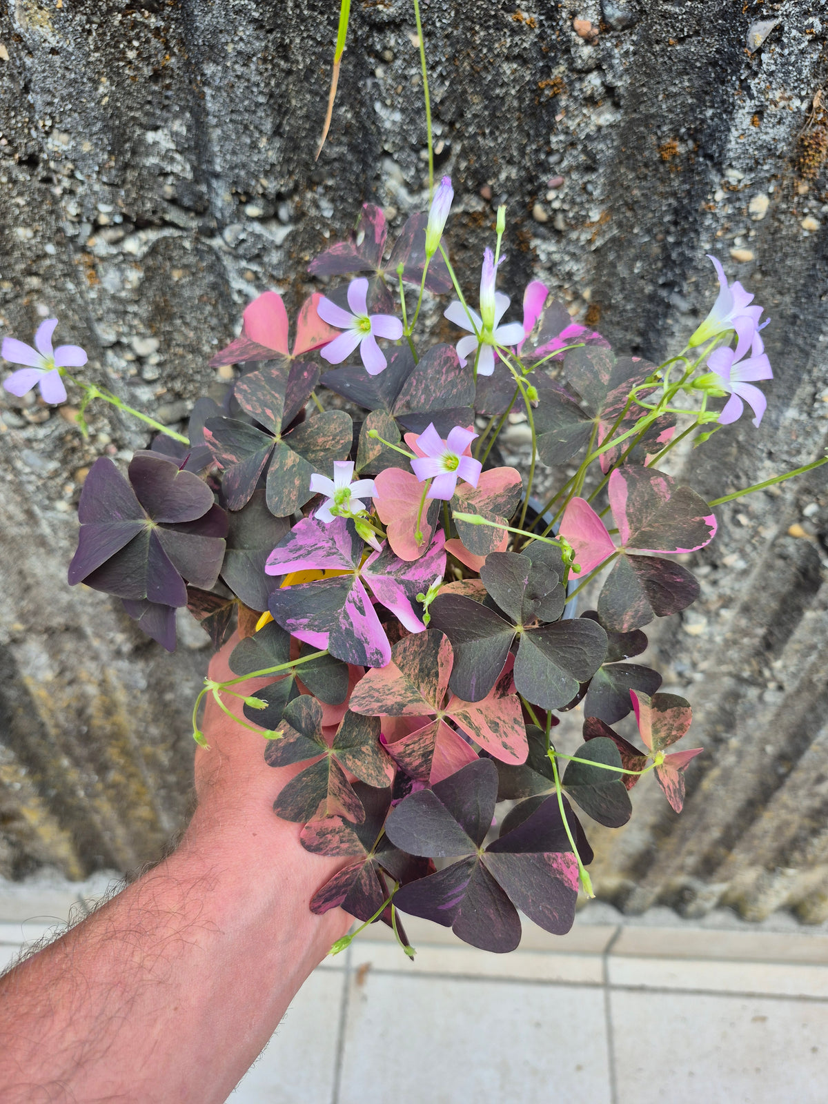 Oxalis triangularis Variegata