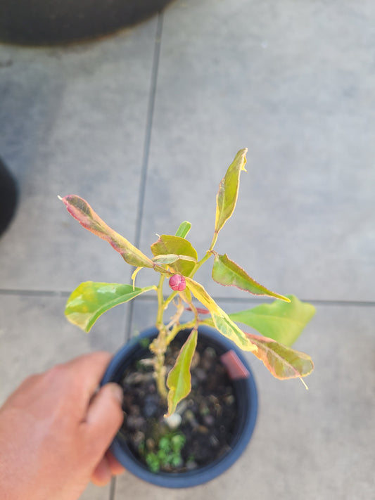 Citrus bizarria variegata