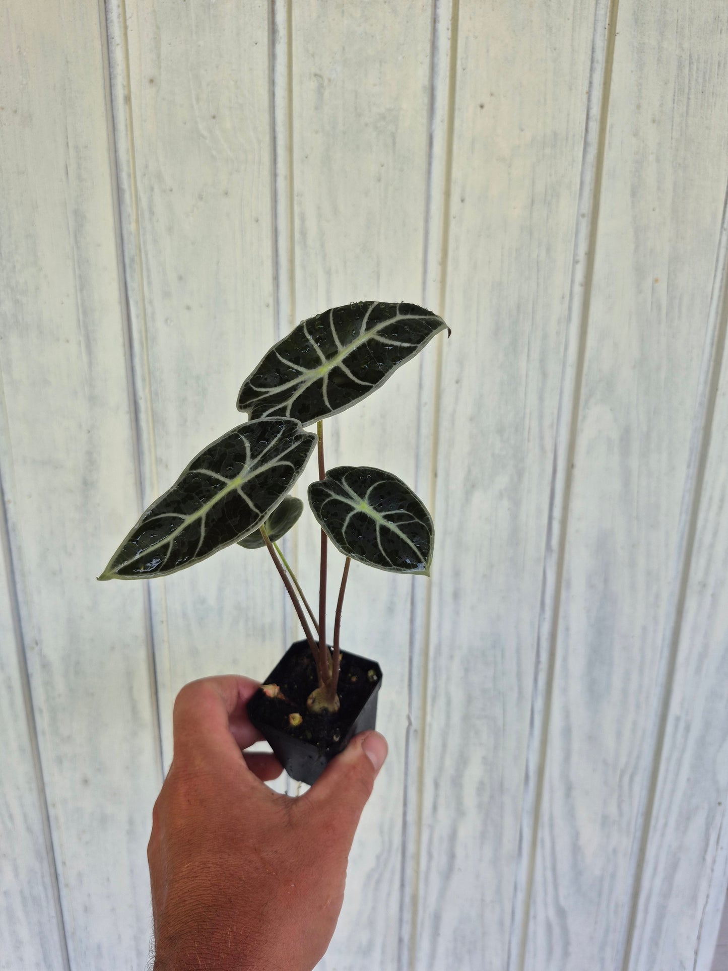 Alocasia watsoniana "Red Vein"