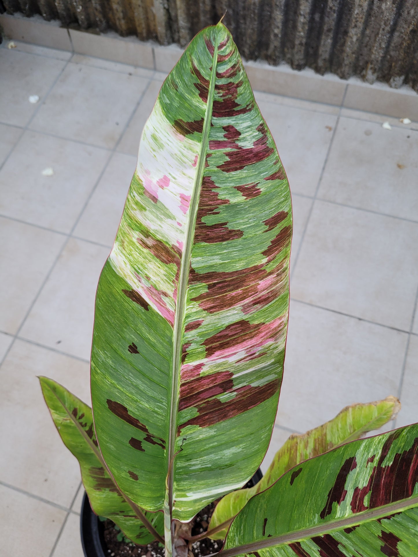 Musa cola variegata 10 Samen
