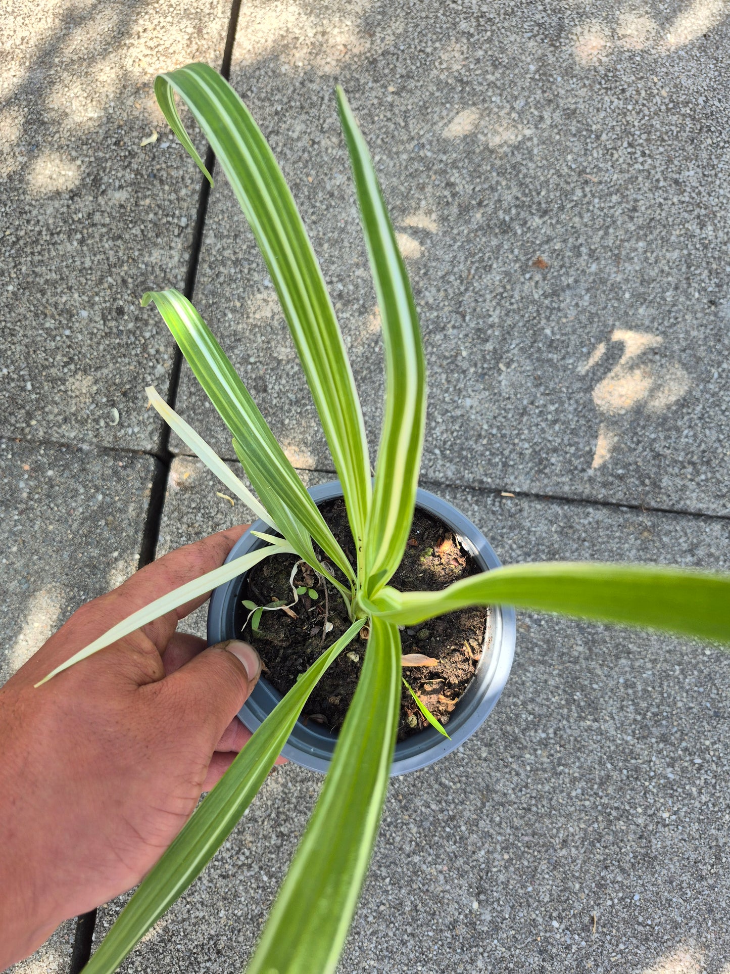 Hemerocallis variegata