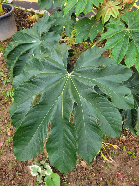 Tetrapanax papyrifer
