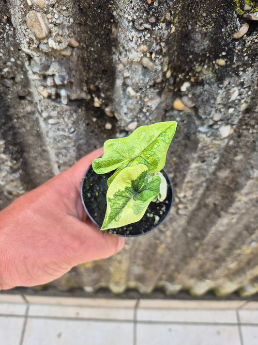 Alocasia Jacklyn Variegata 2