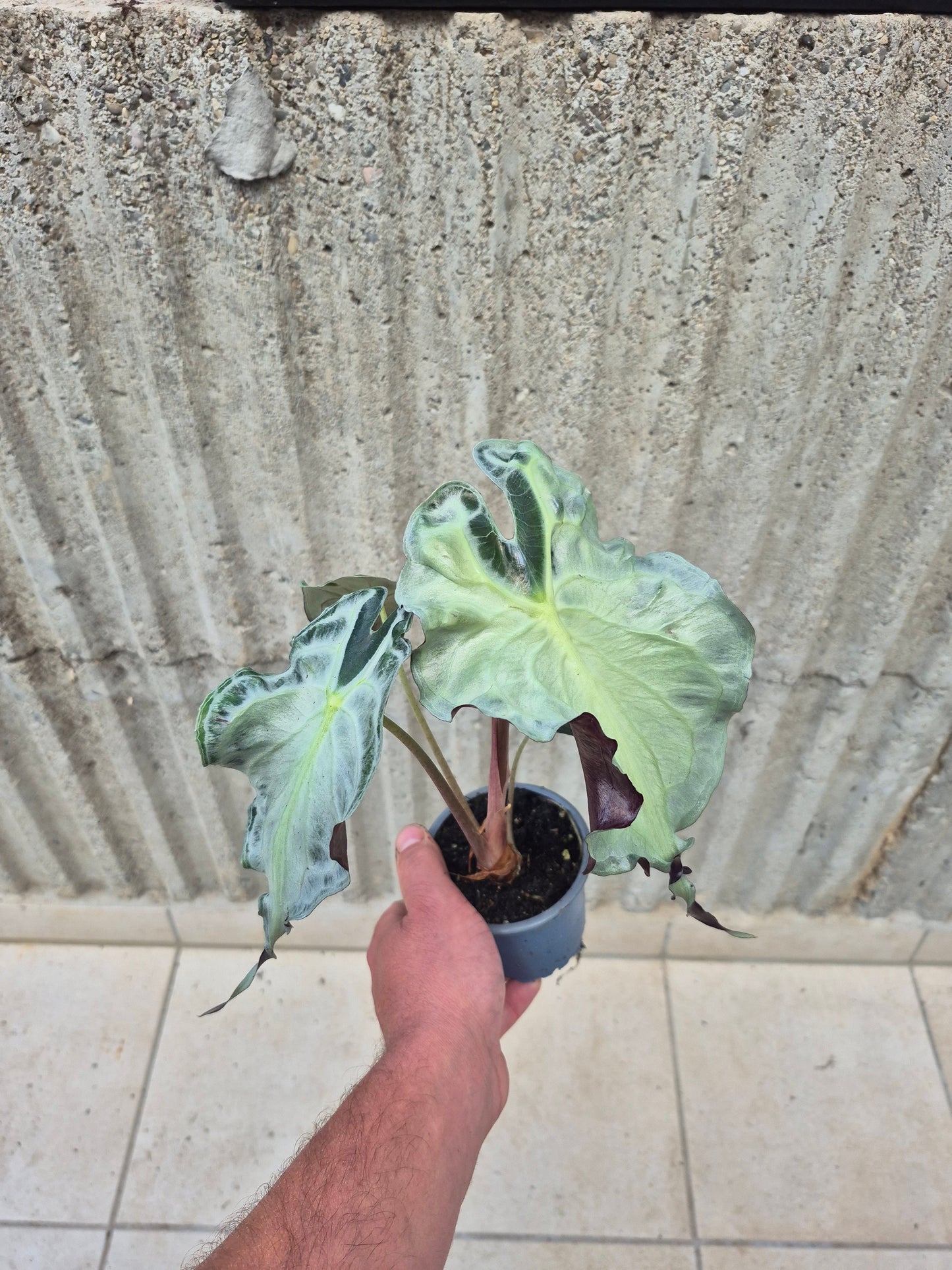 Alocasia Venom XL Pflanze