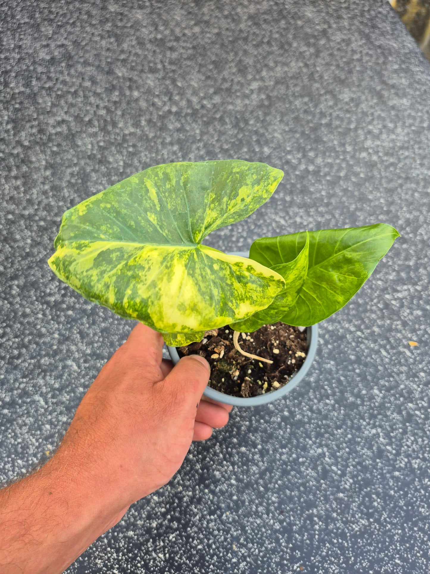 Alocasia Macrorrhizos Aurea variegata