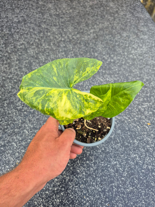 Alocasia Macrorrhizos Aurea variegata