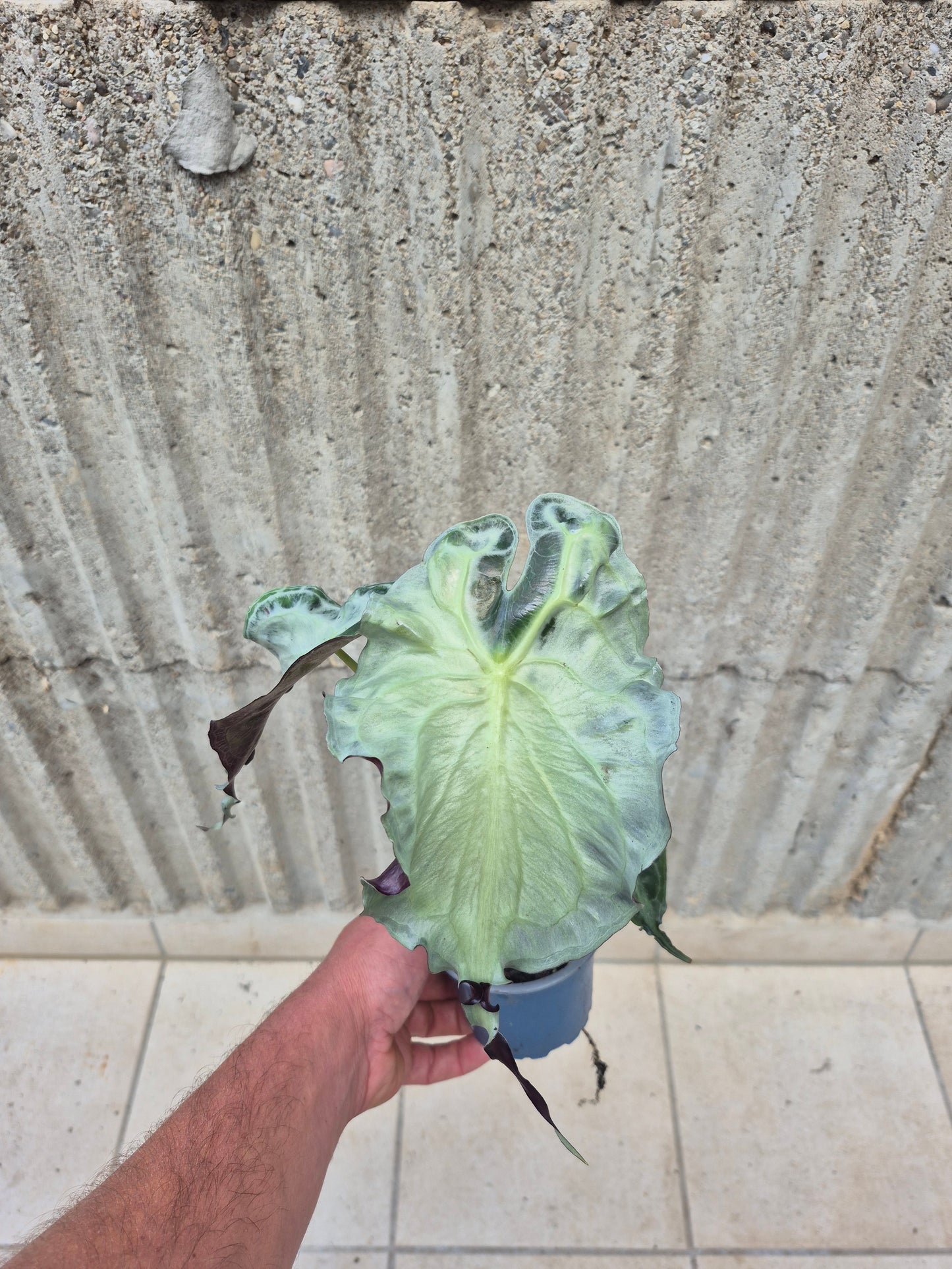 Alocasia Venom XL Pflanze
