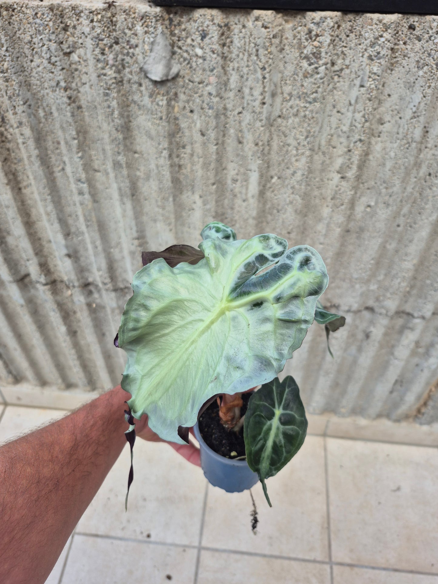 Alocasia Venom XL Pflanze