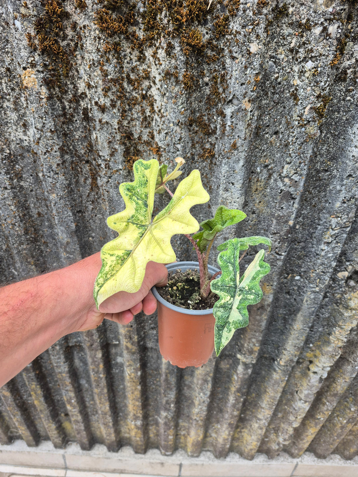 Alocasia Jacklyn Variegata