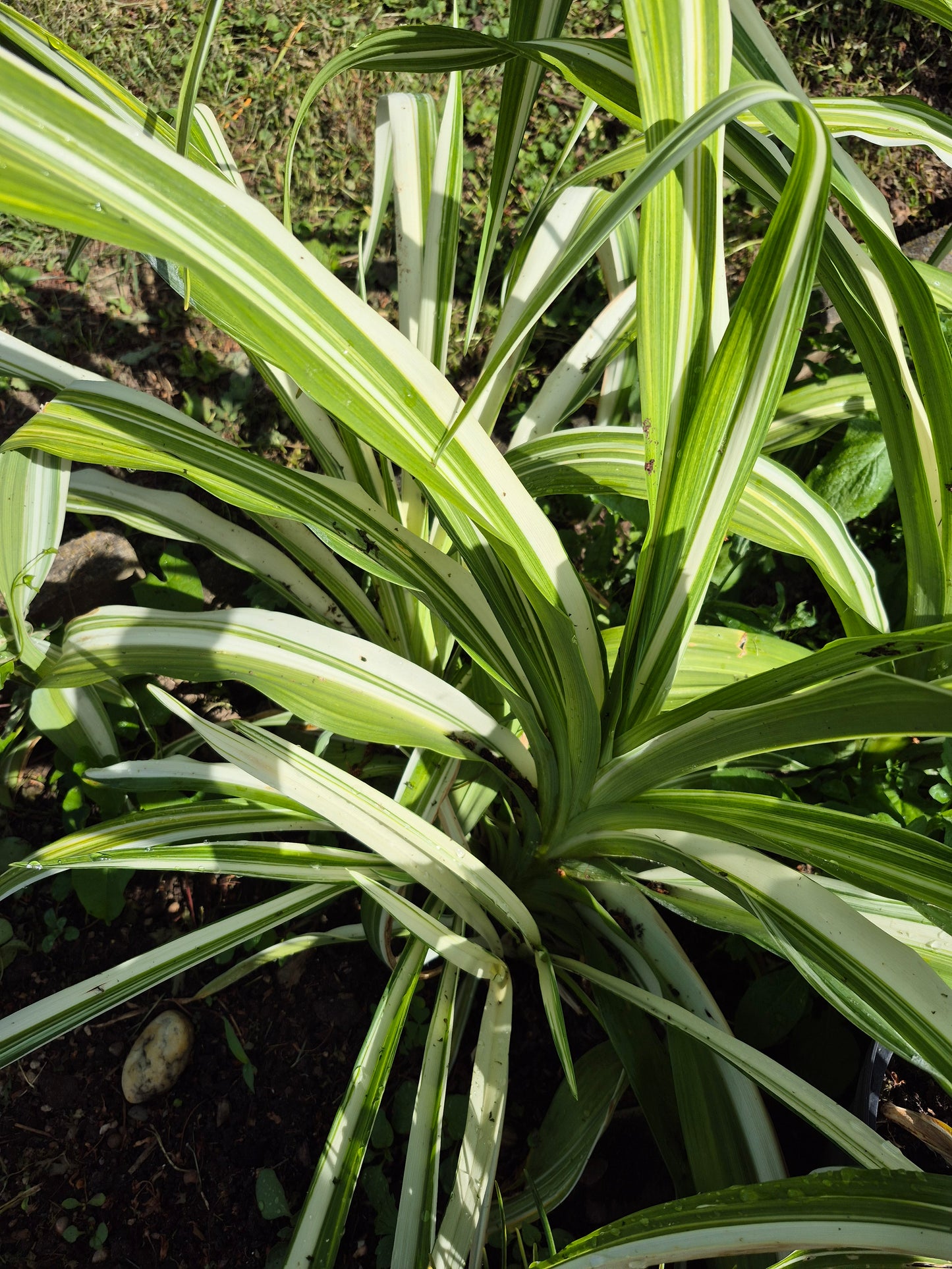 Hemerocallis variegata
