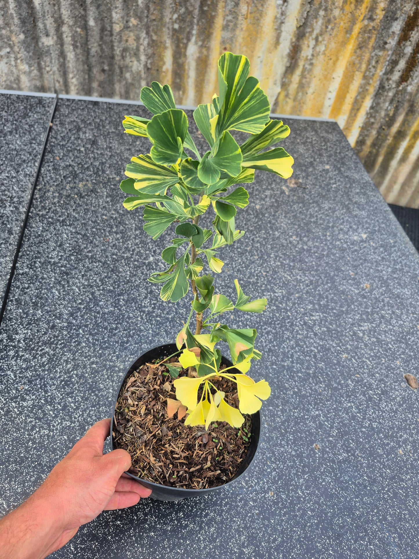 Ginkgo biloba Mellow Yellow