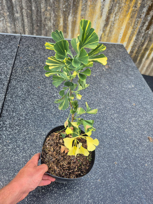 Ginkgo biloba Mellow Yellow