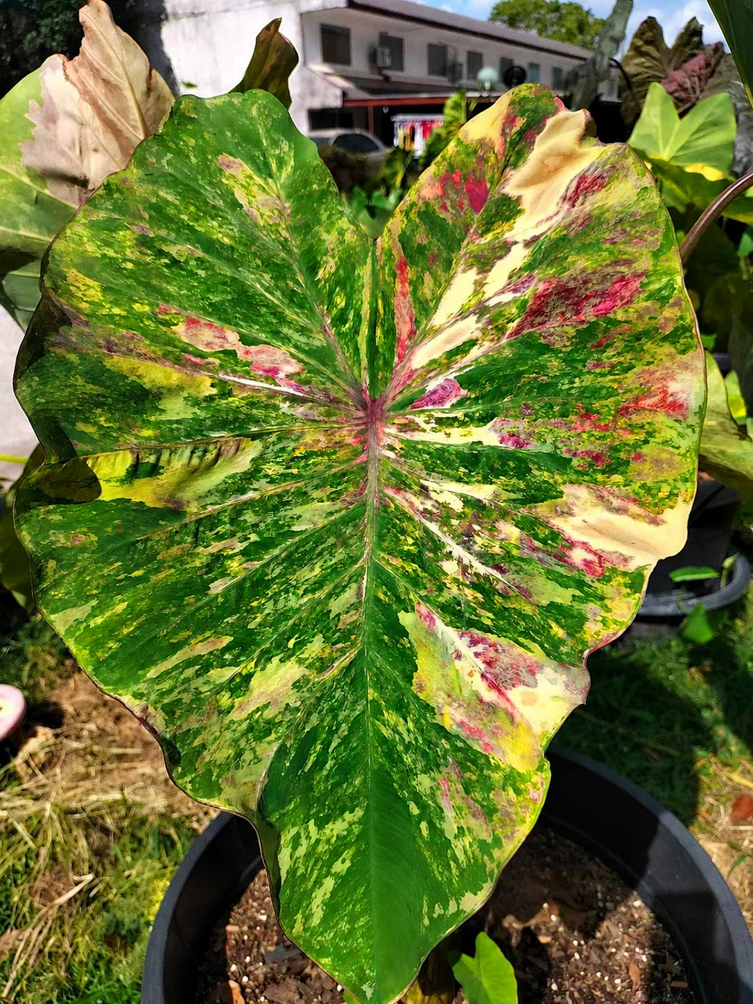 Colocasia Phet Samyot