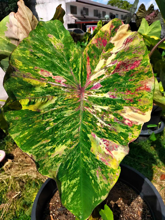 Colocasia Phet Samyot