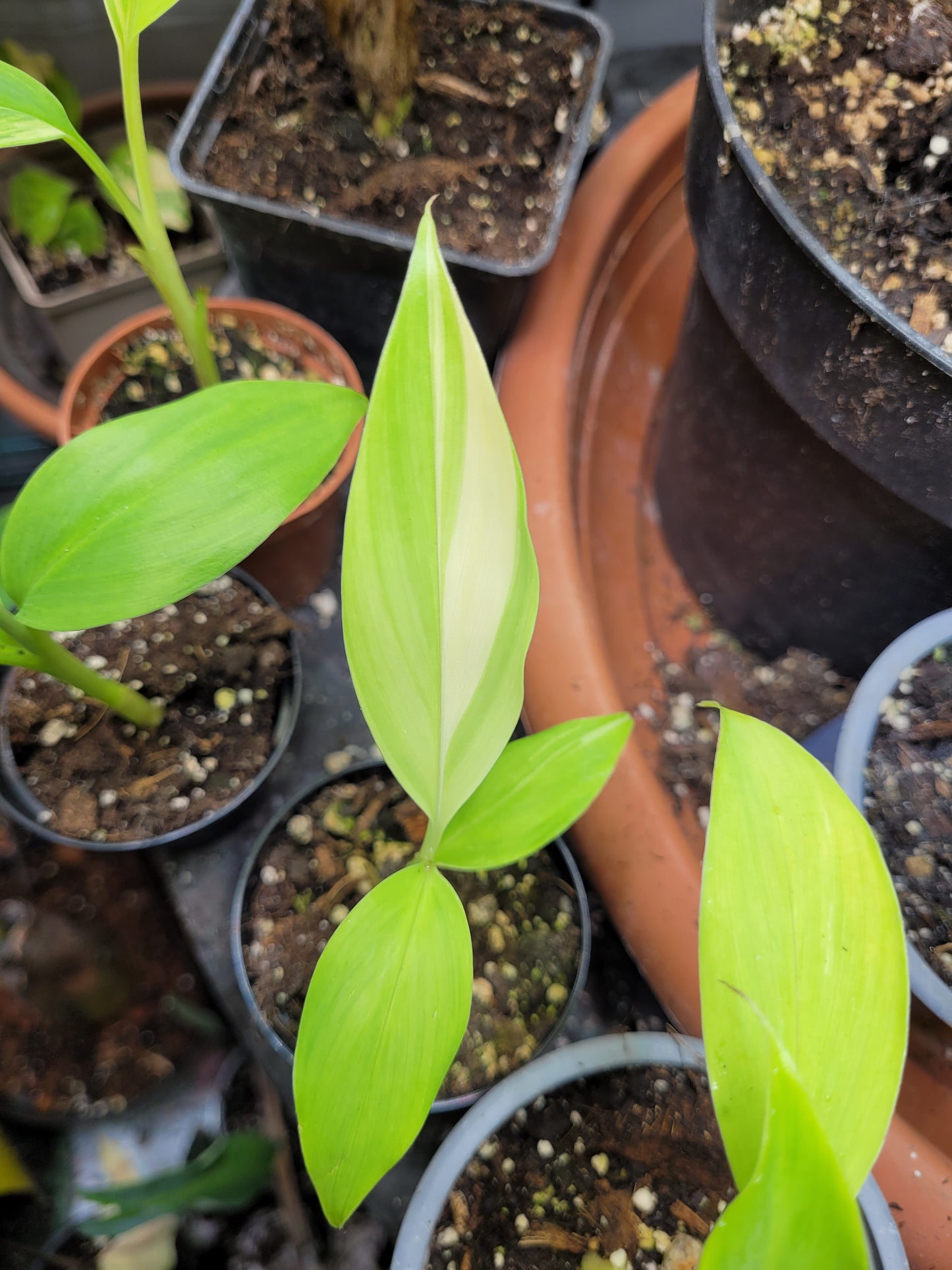 Musa variegata Samen Set