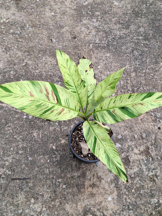 Musa acuminata Mint variegata 10 Samen