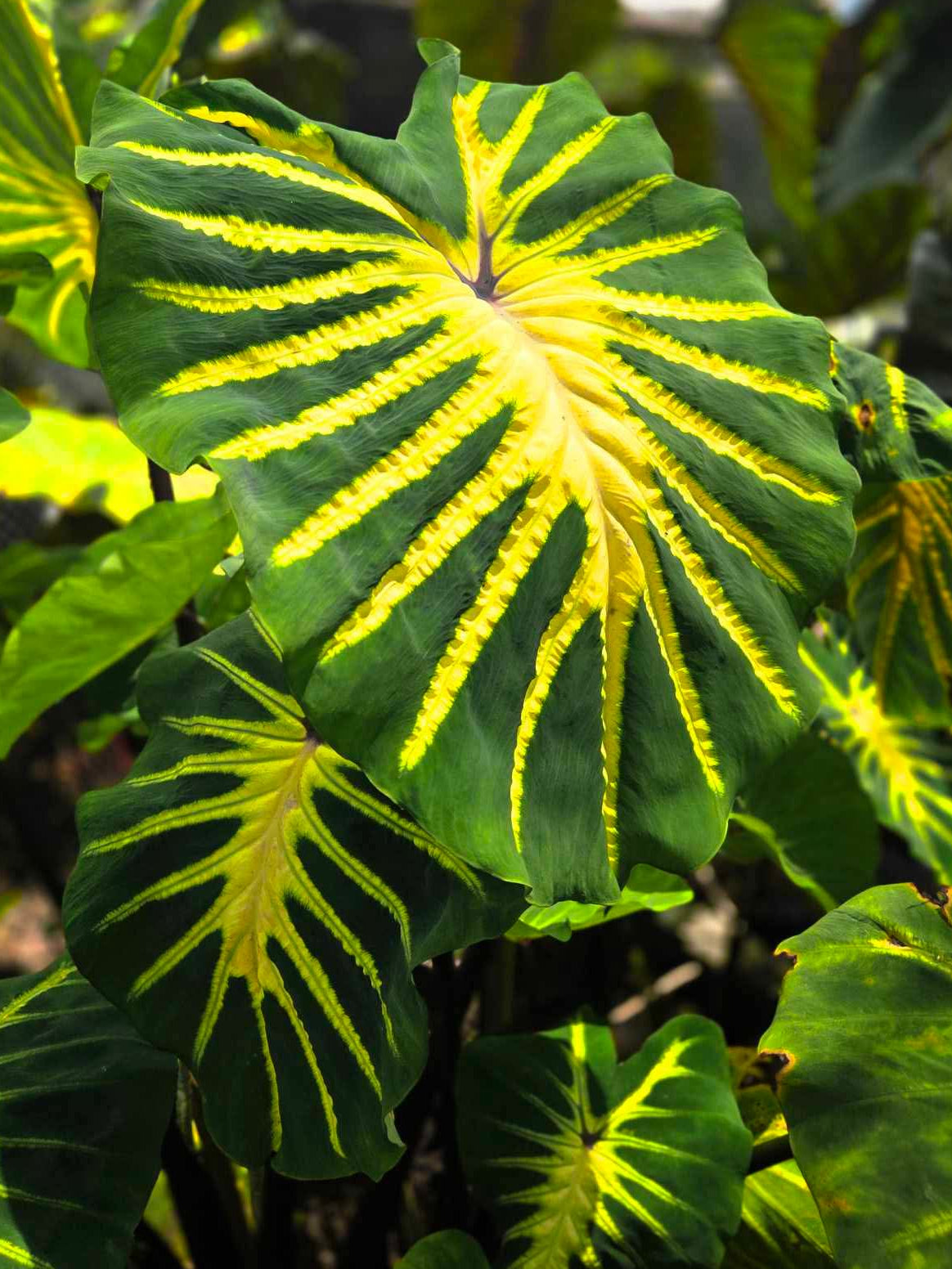 Colocasia Jade Magma