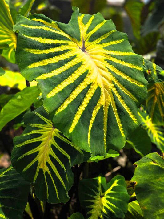 Colocasia Jade Magma