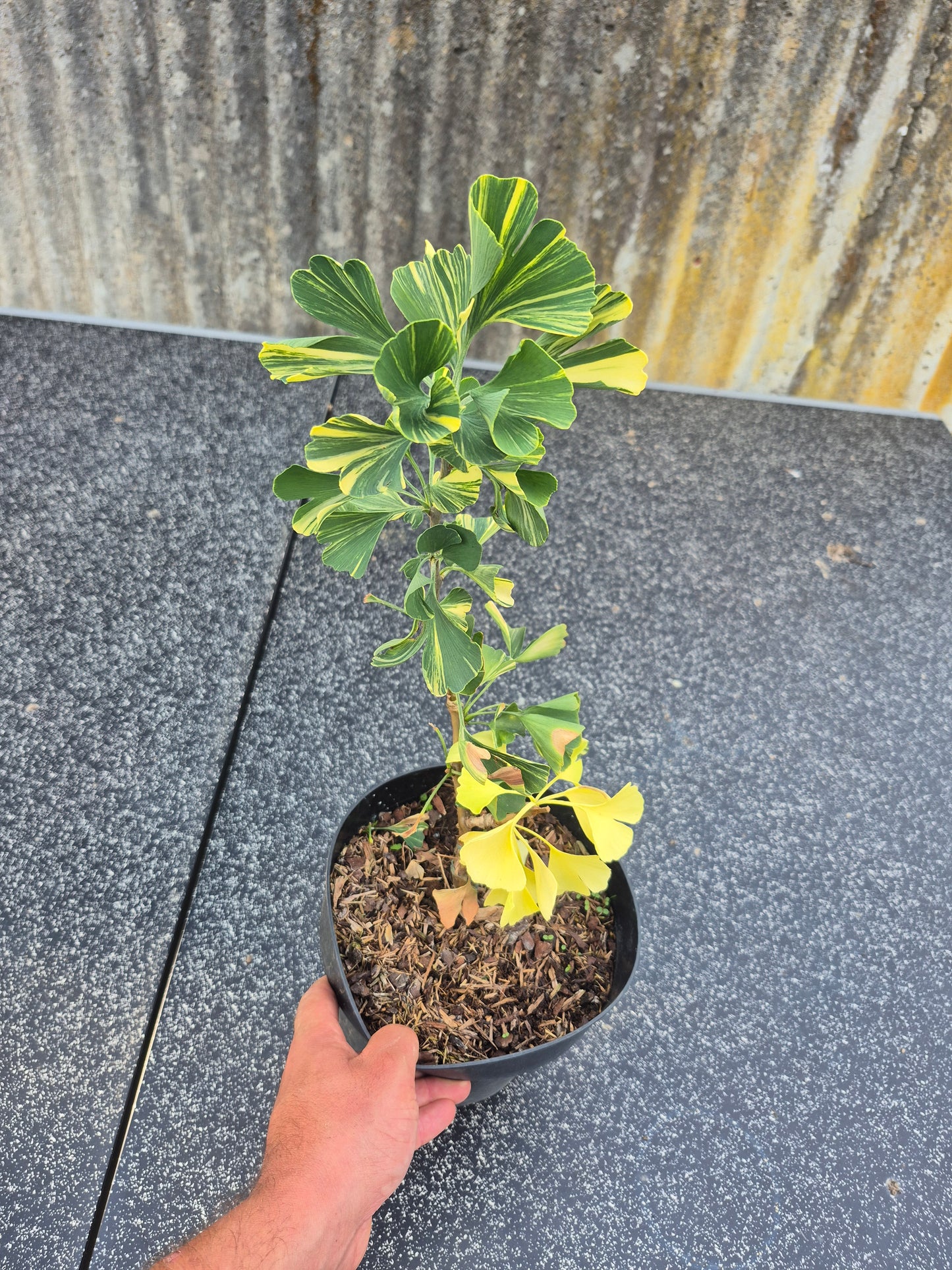 Ginkgo biloba Mellow Yellow