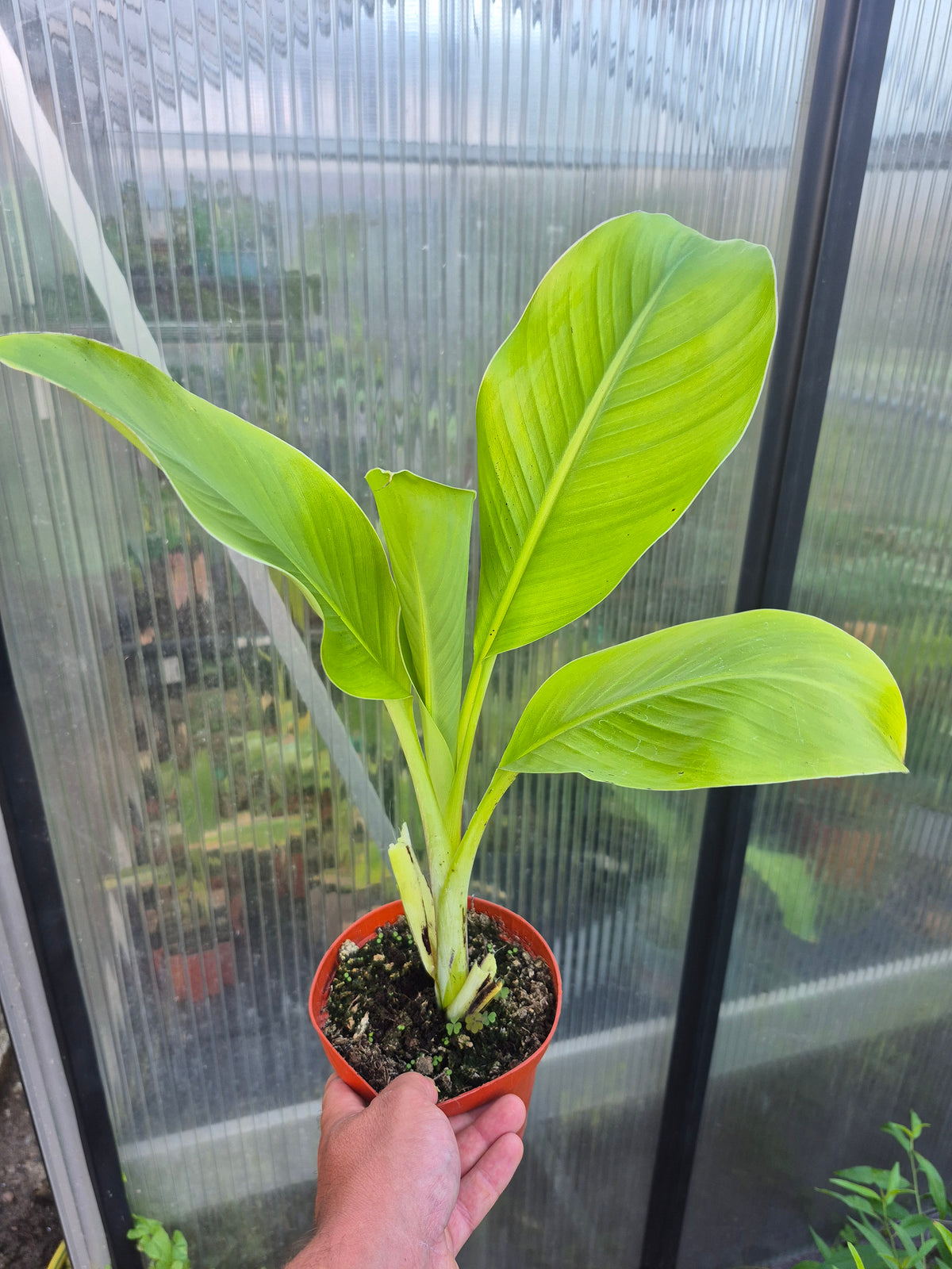 Ensete ventricosum Red Stripe 1 Pflanze
