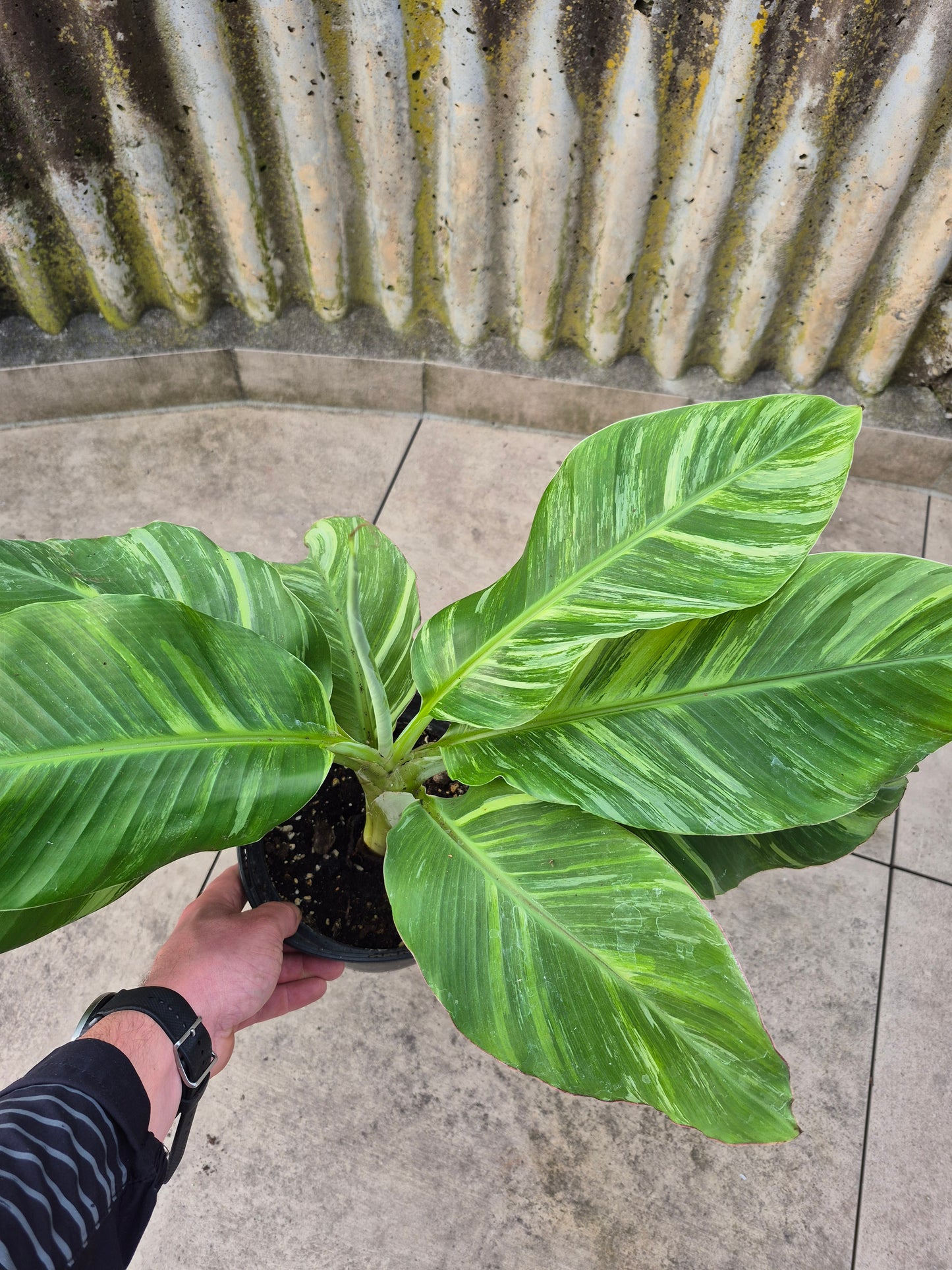 Musa namwah variegata