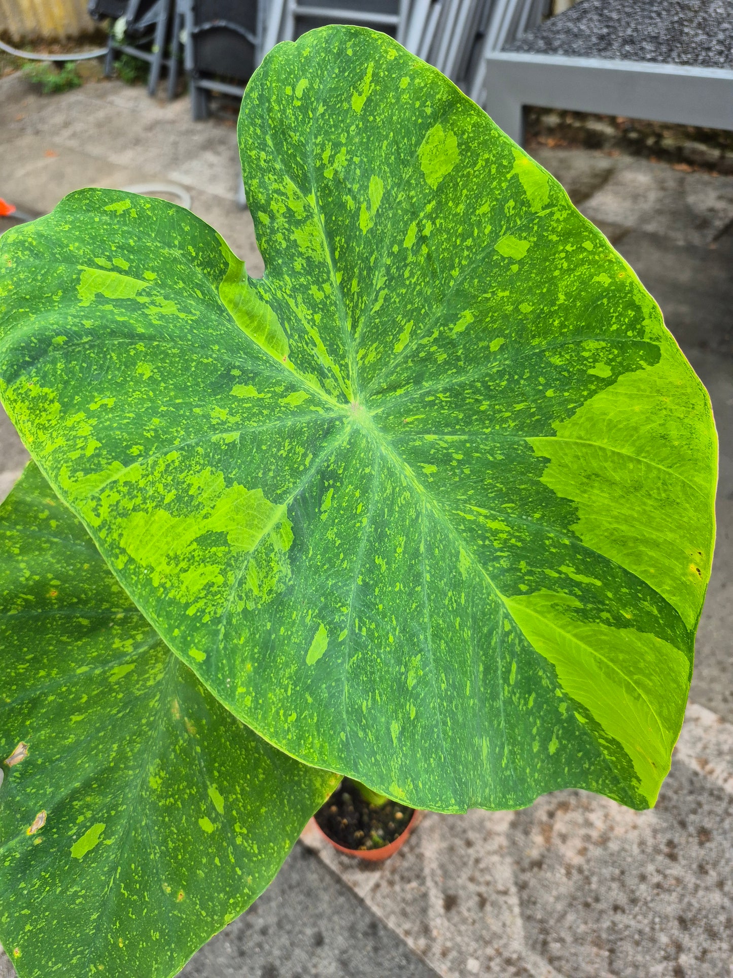 Colocasia Limeade 1 Pflanze