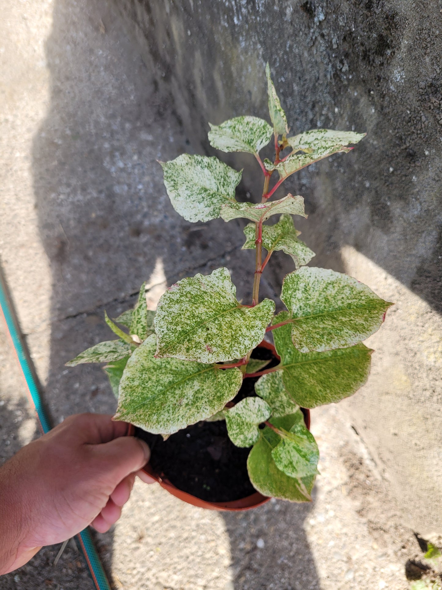 Knöterrich Variegata