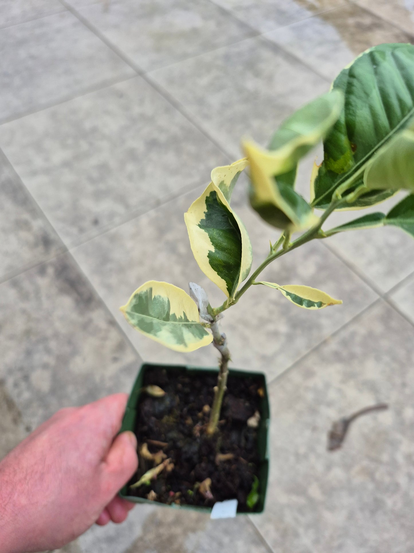 Citrus paradisii variegata