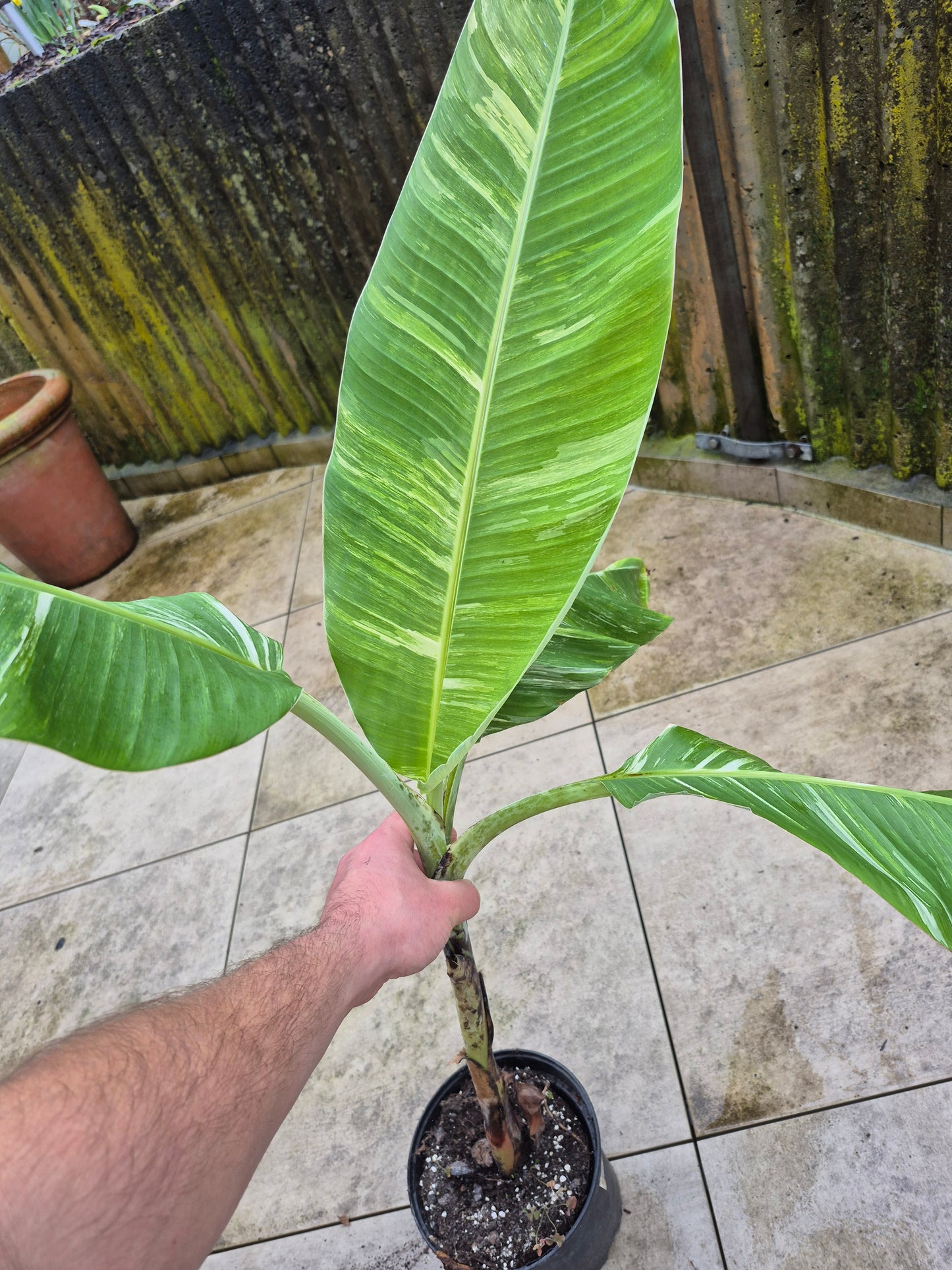 Musa namwah variegata