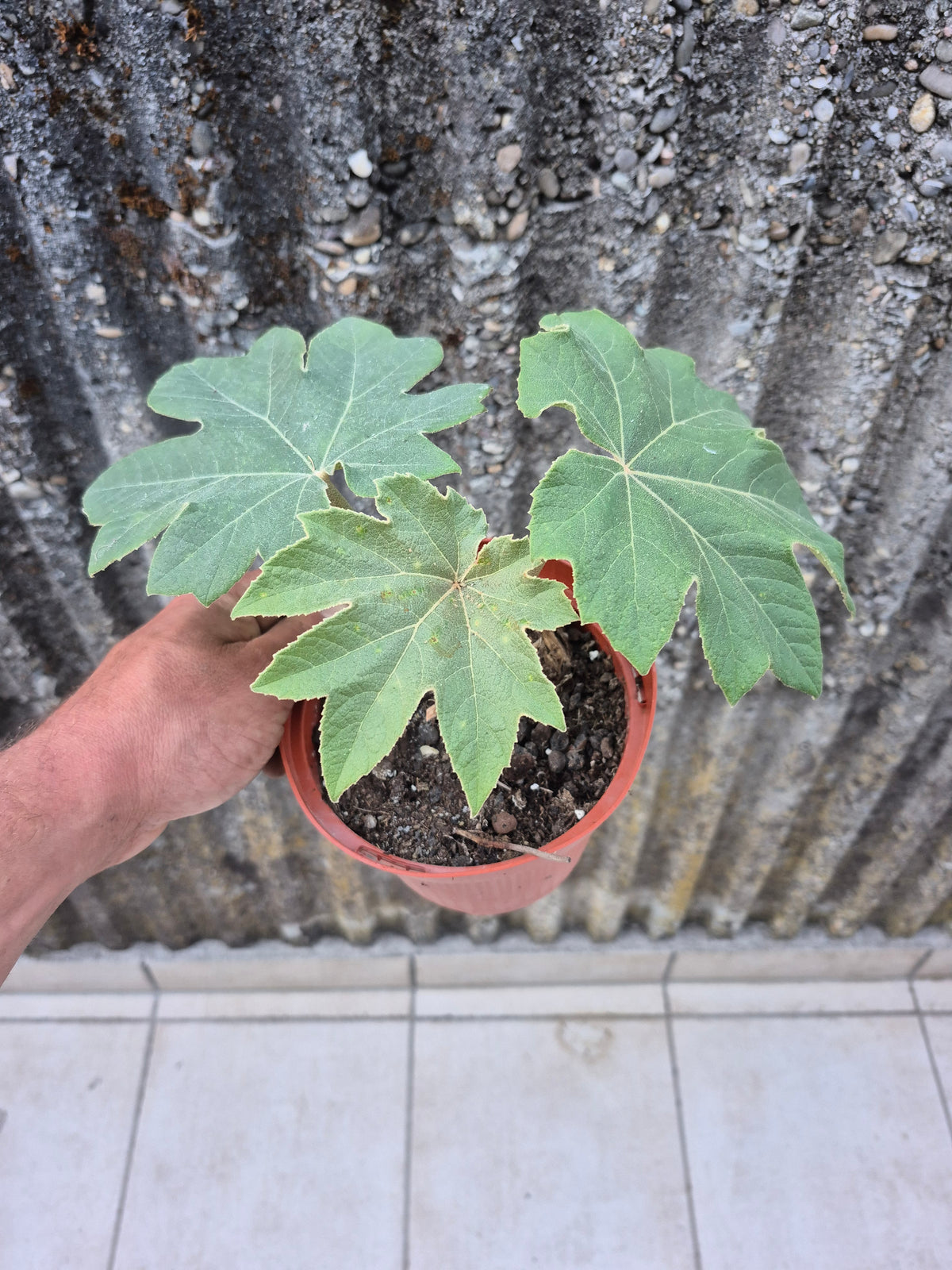 Tetrapanax papyrifer