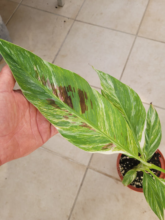 Musa cola variegata