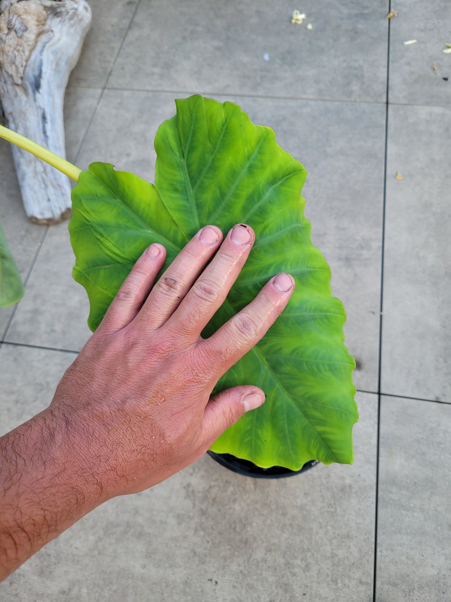 Colocasia Jacks Giant 2 jährige Pflanze