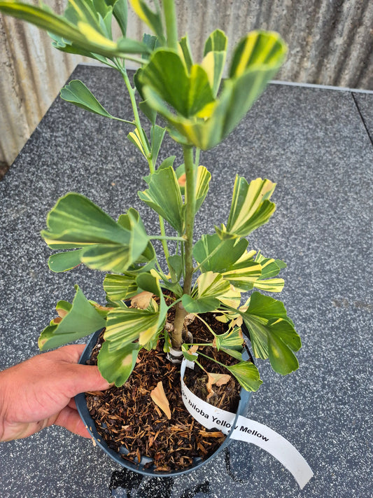 Ginkgo biloba Mellow Yellow