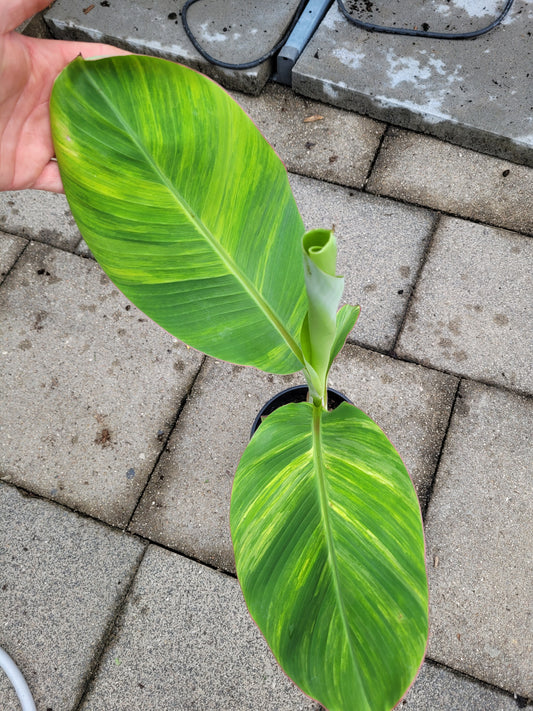 Musa Ice Cream variegata