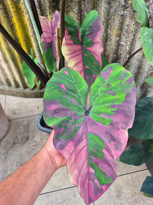 Colocasia Phet Phet Thai