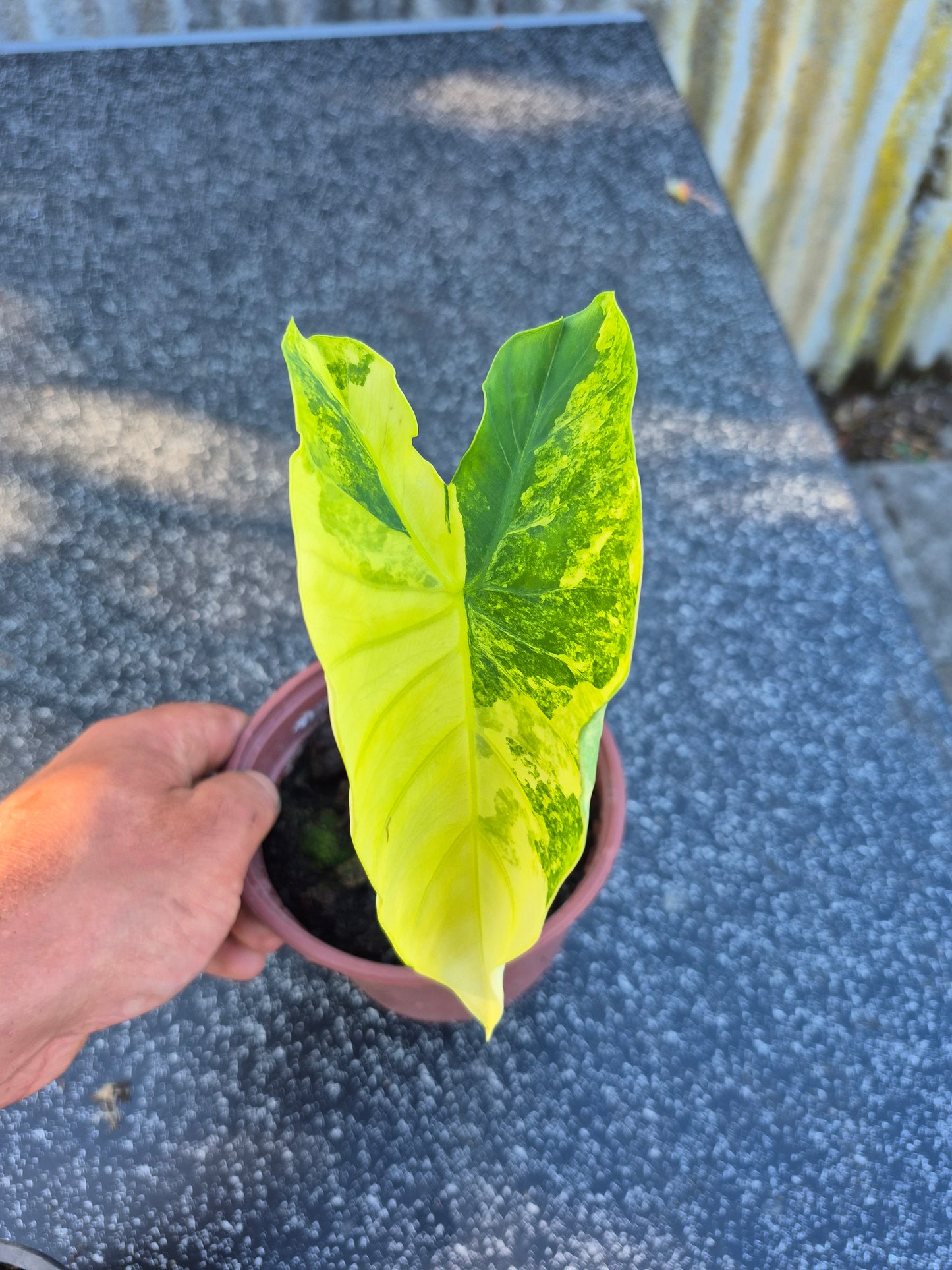 Colocasia Yellow Splash