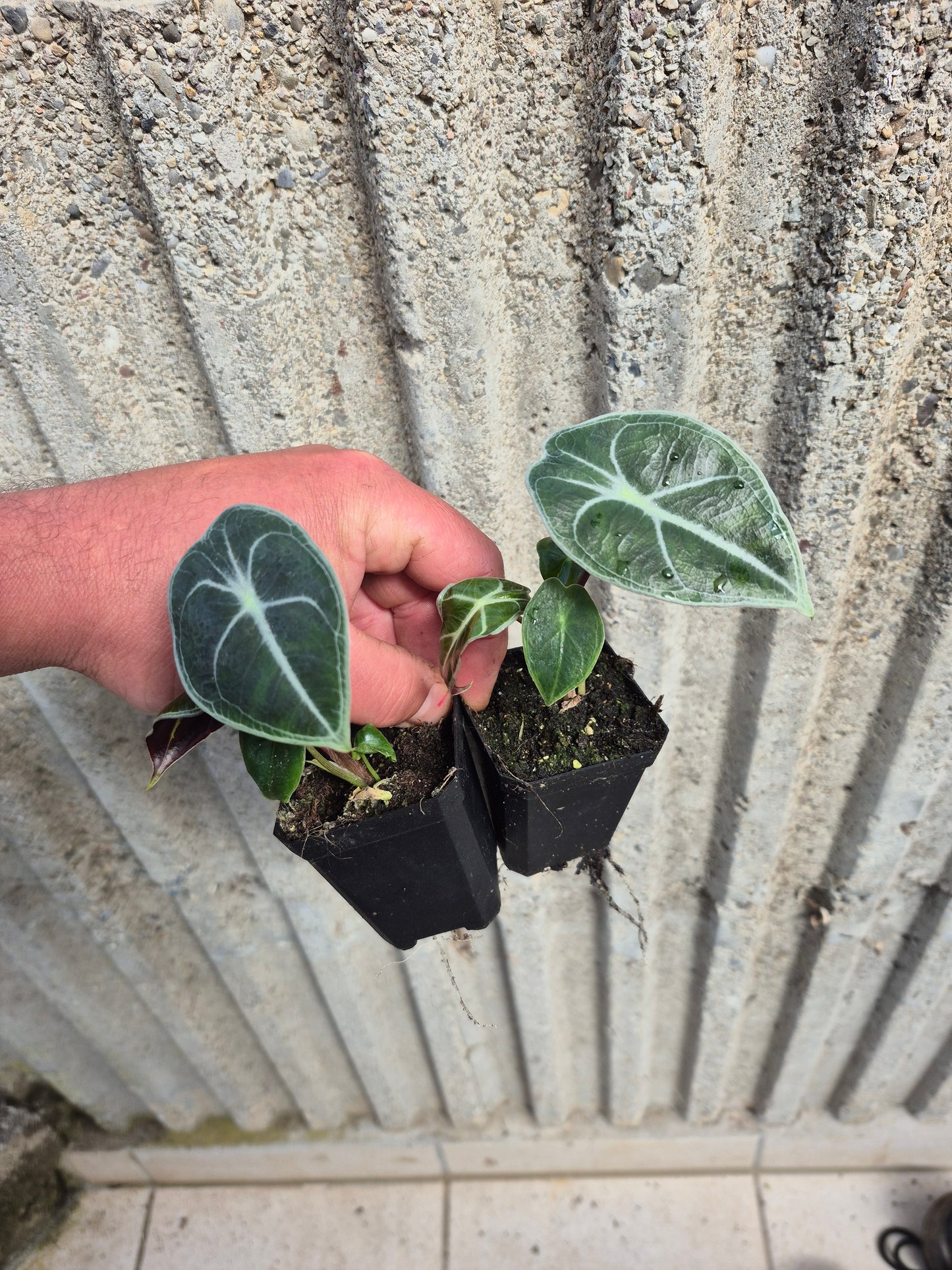 Alocasia watsoniana "Red Vein"