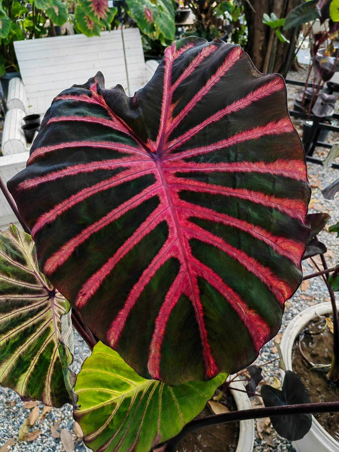 Colocasia Ghost Rider