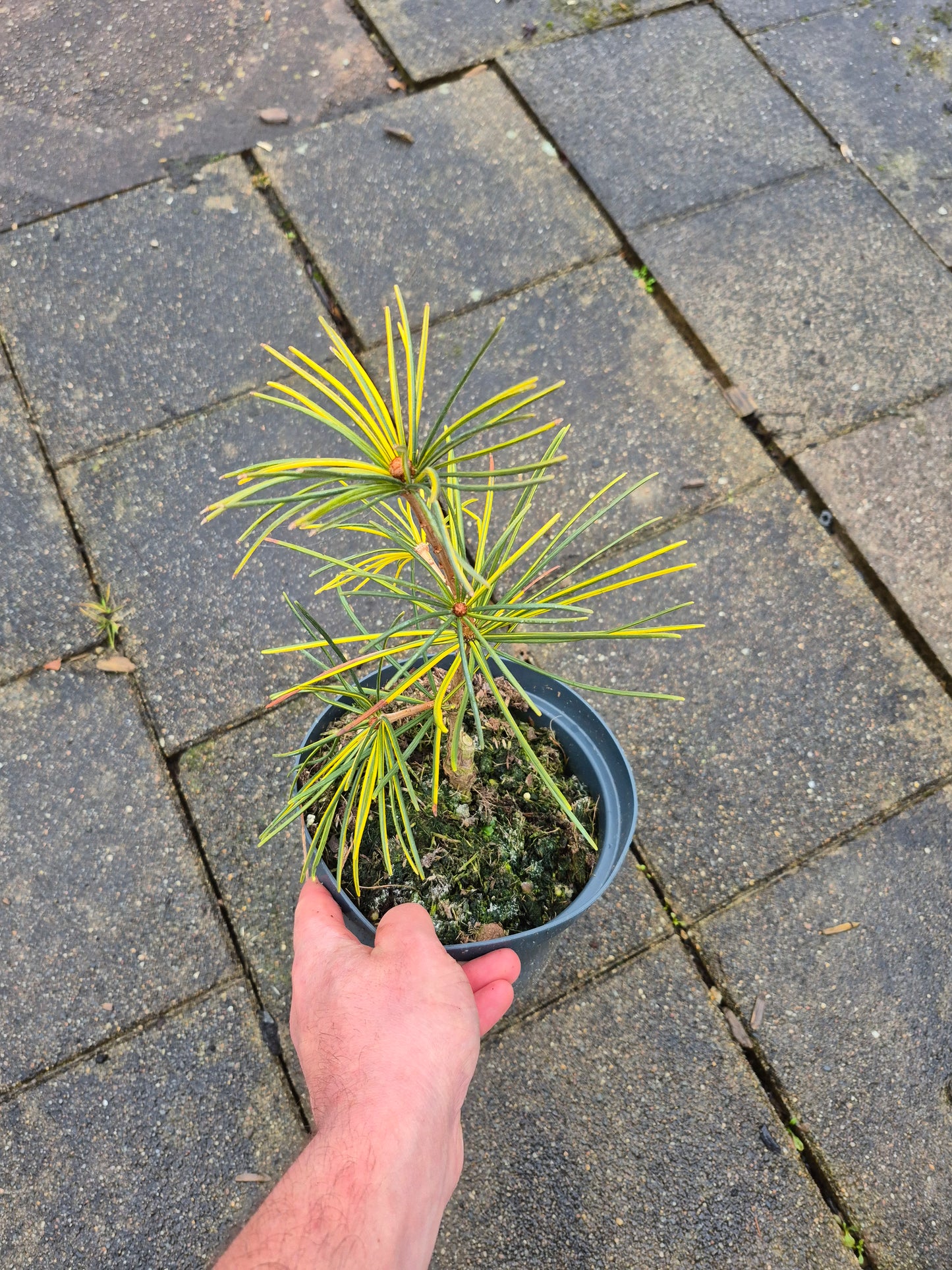 Sciadopitys Marylin Monroe