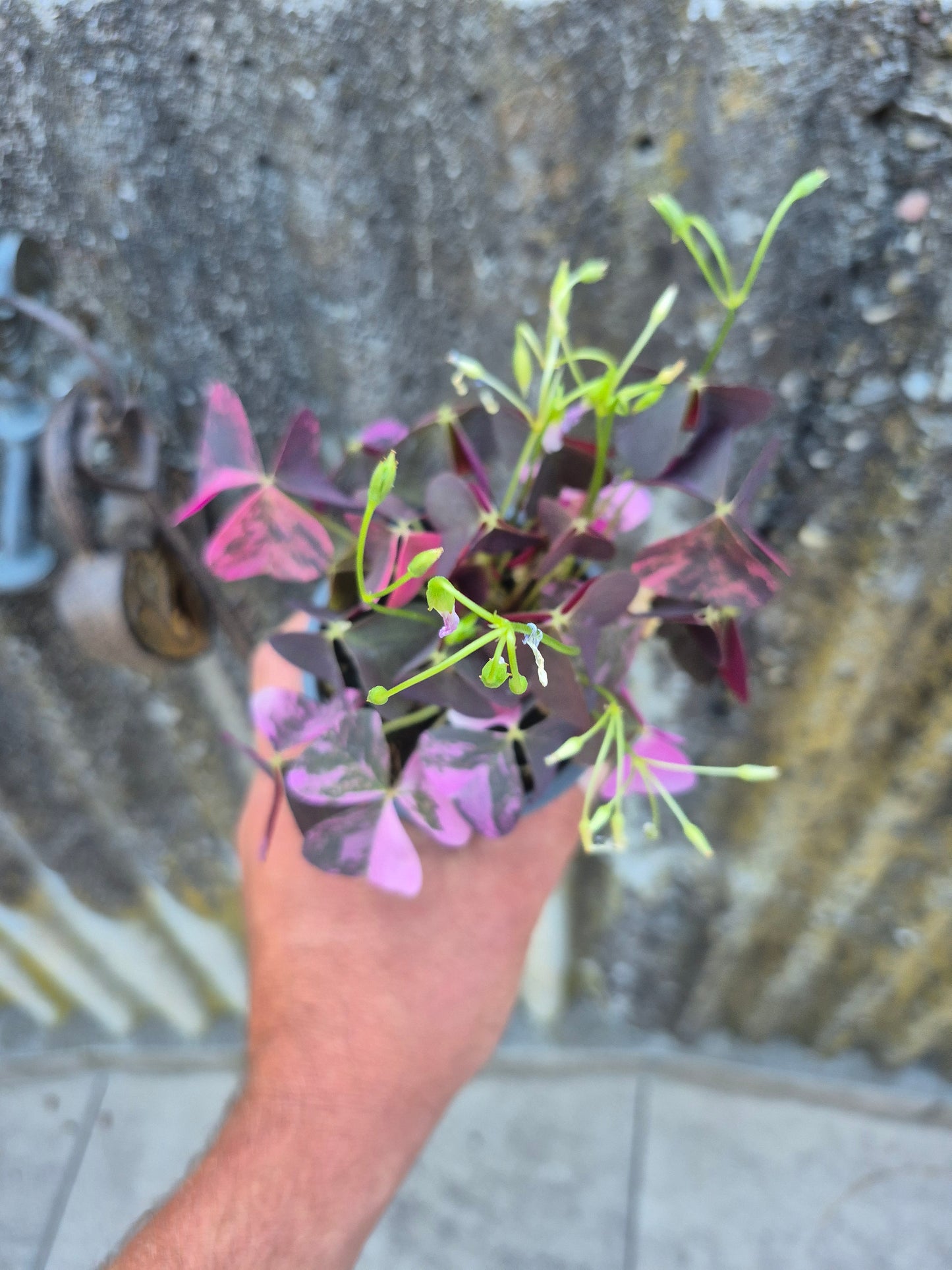 Oxalis triangularis Variegata