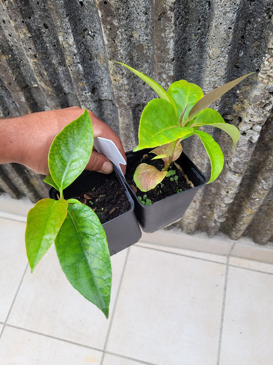 Kadsura coccinea Bing Bai
