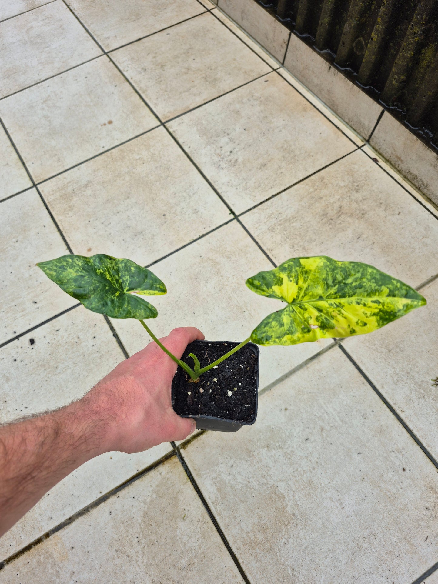 Alocasia Macrorrhizos Aurea variegata
