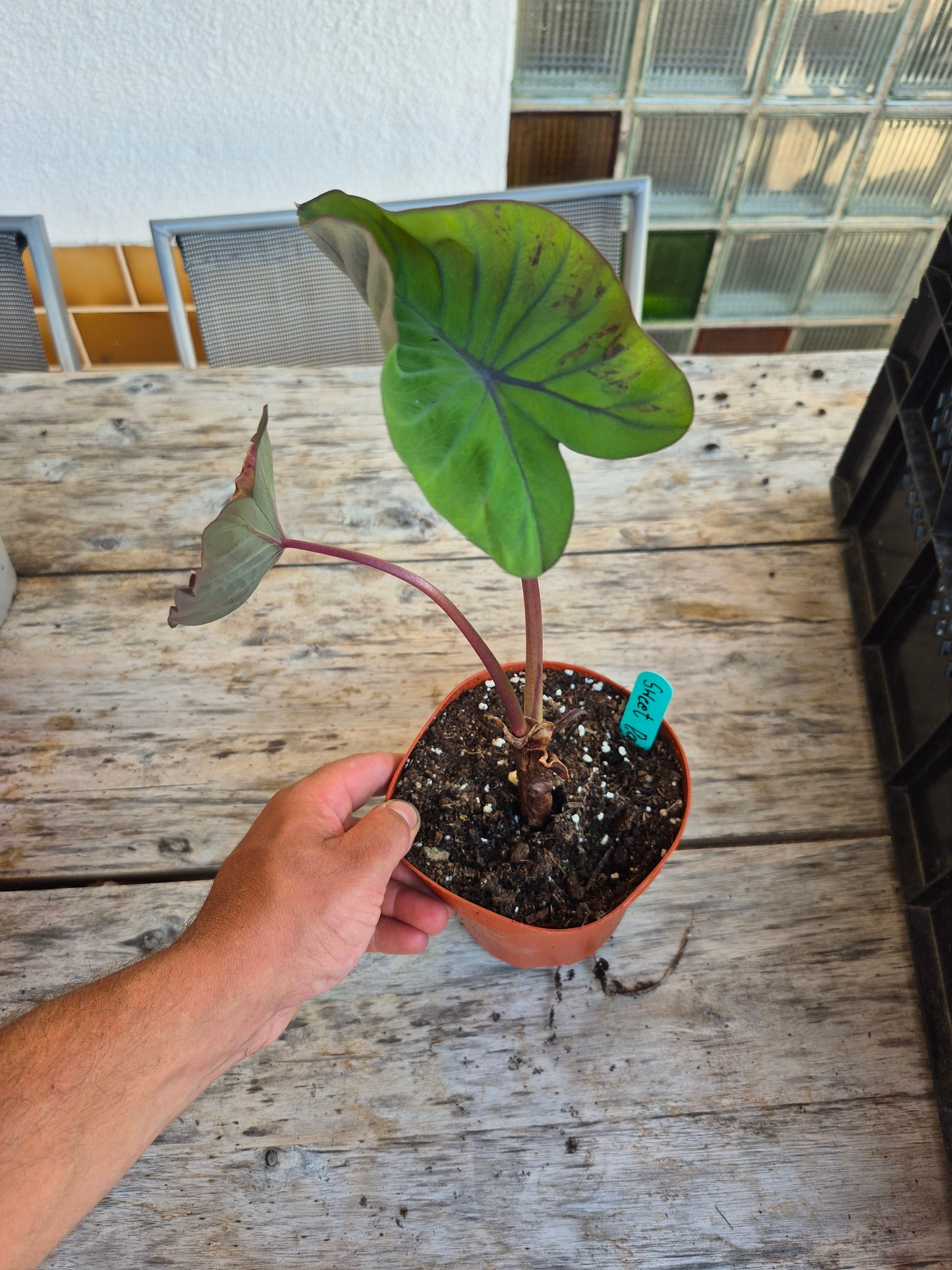Colocasia Ghost Rider